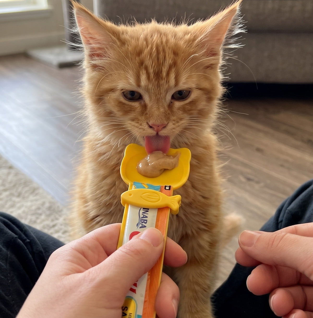 A kitten licking a treat from the Liquid Treat Squeeze Spoon
